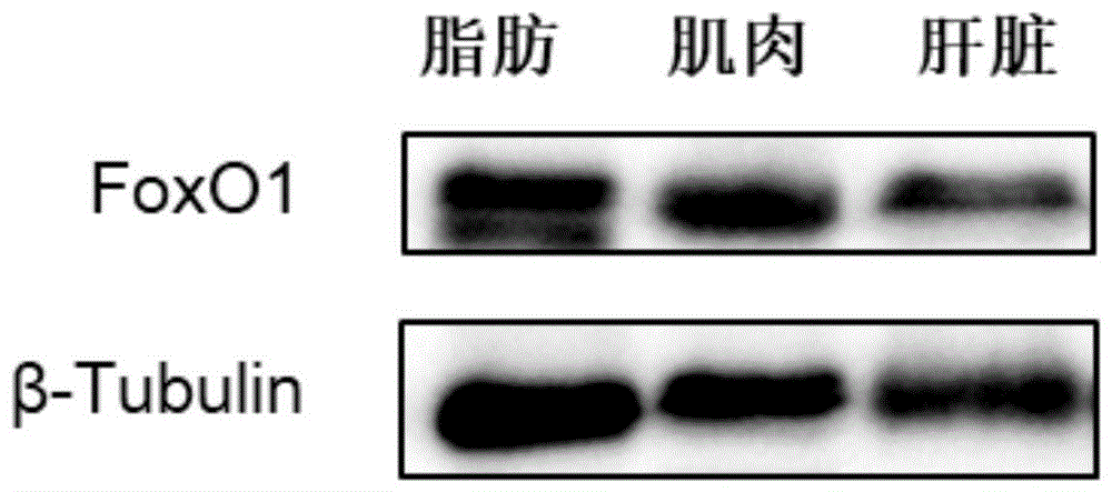 一種草魚(yú)FoxO1多肽抗原、抗體及其制備方法、應(yīng)用