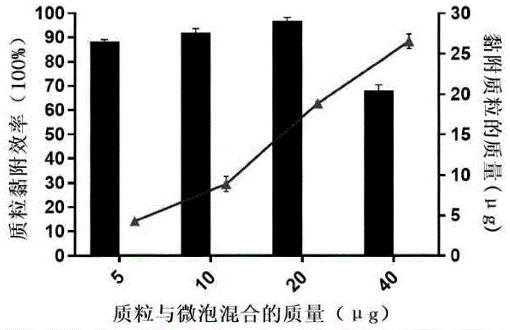 一種陽離子微泡的制備方法及應(yīng)用