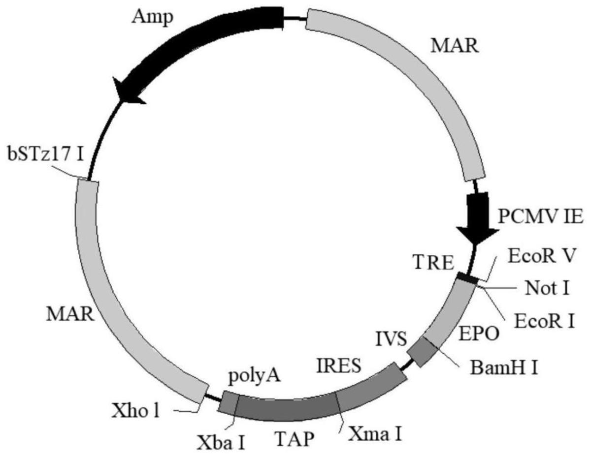人源化細(xì)胞瞬時(shí)表達(dá)用表達(dá)載體、表達(dá)系統(tǒng)、構(gòu)建方法及其應(yīng)用
