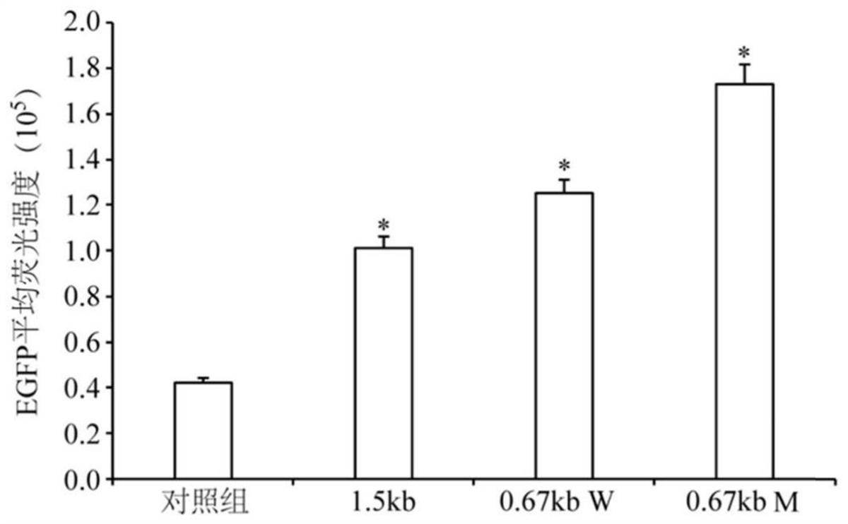 一種遍在染色質(zhì)開放表達(dá)元件、重組表達(dá)載體、表達(dá)系統(tǒng)及其制備方法、應(yīng)用