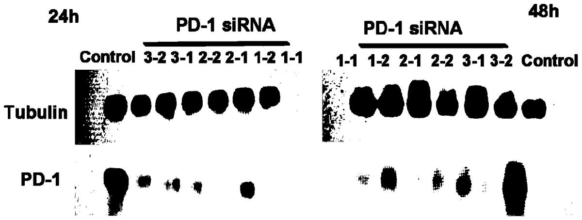 PD-1特異性干擾序列、質(zhì)粒、減毒沙門氏菌及在抗腫瘤的應(yīng)用