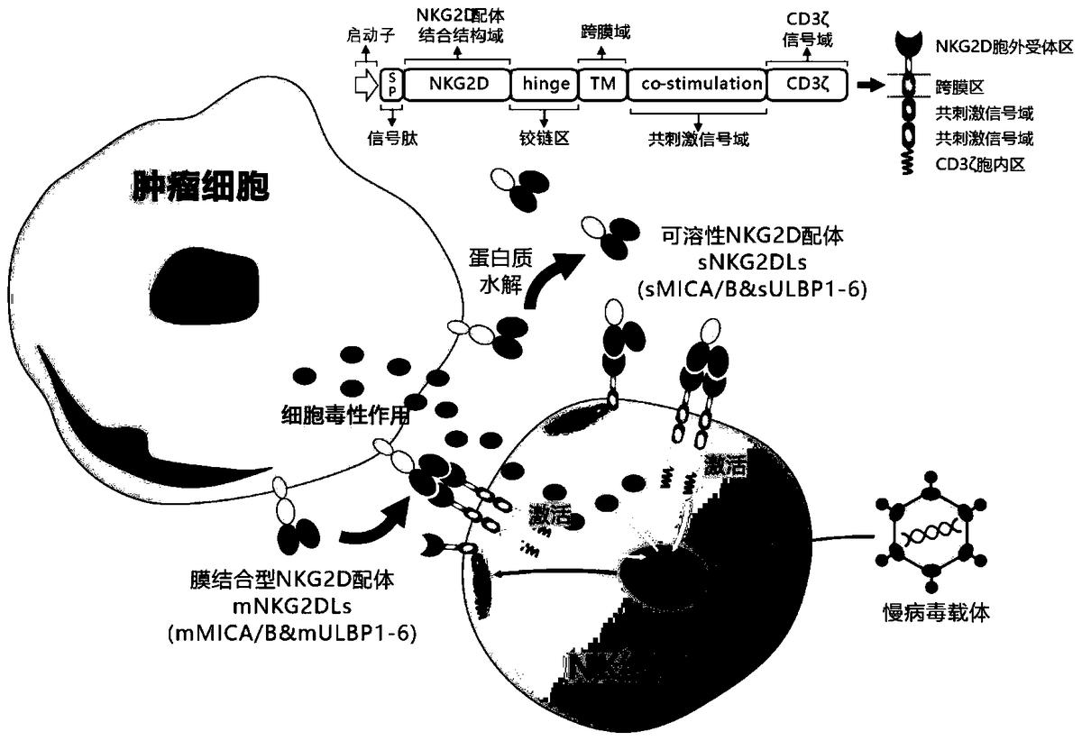 靶向人膜結(jié)合型和可溶性NKG2D配體的嵌合受體、核酸分子、免疫效應(yīng)細胞及其應(yīng)用
